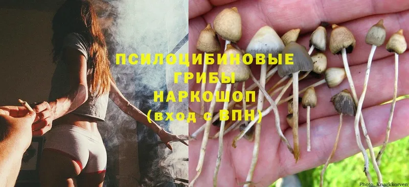 Галлюциногенные грибы Psilocybe  где найти   Вязники 